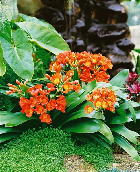 CLIVIA MINIATA