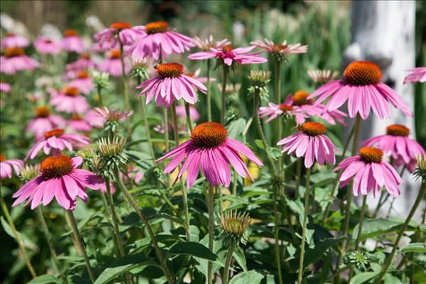 Echinacea Sombrero