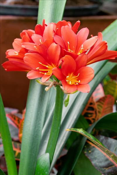 Clivia miniata