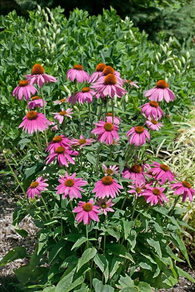 Echinacea purpurea Sombrero