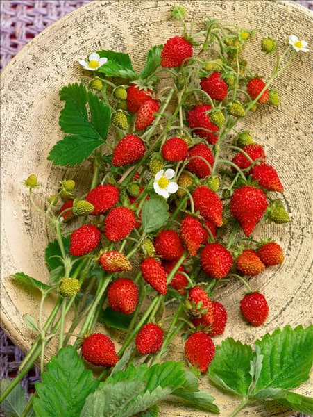 Fragaria vesca var. hortensis