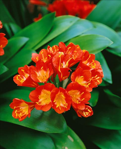 CLIVIA MINIATA