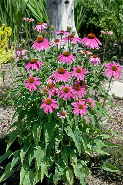 Echinacea purpurea Sombrero