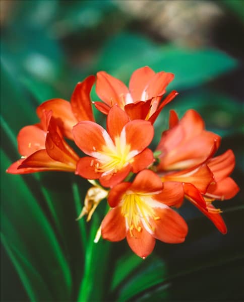 CLIVIA MINIATA