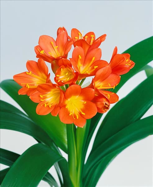 Clivia miniata