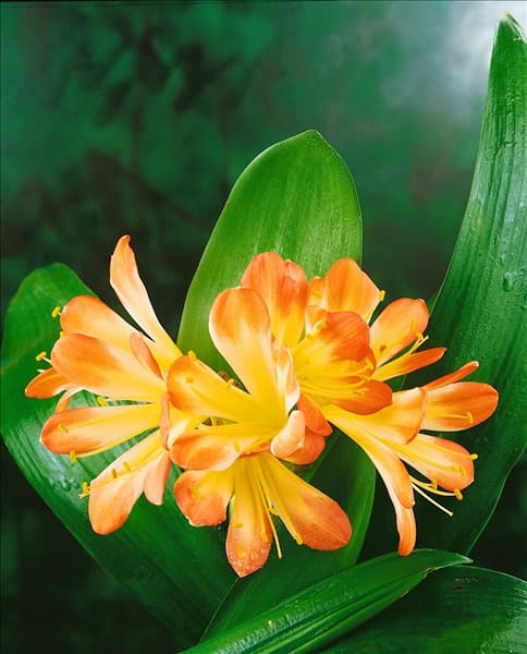 CLIVIA MINIATA