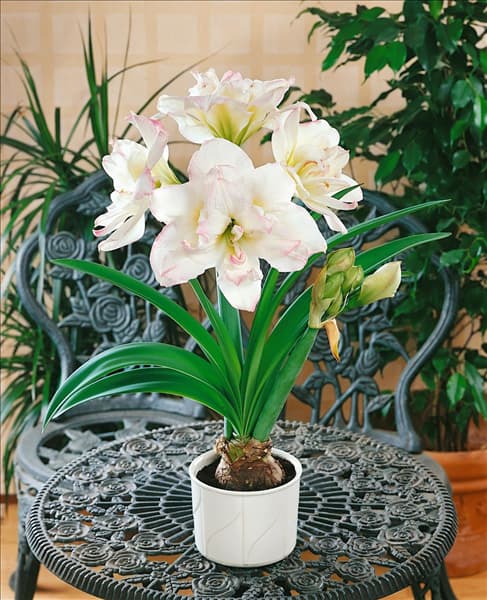 Amaryllis Mary Lou im Topf
