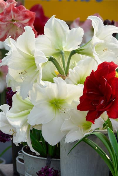 Amaryllis white in vase