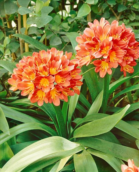 CLIVIA MINIATA