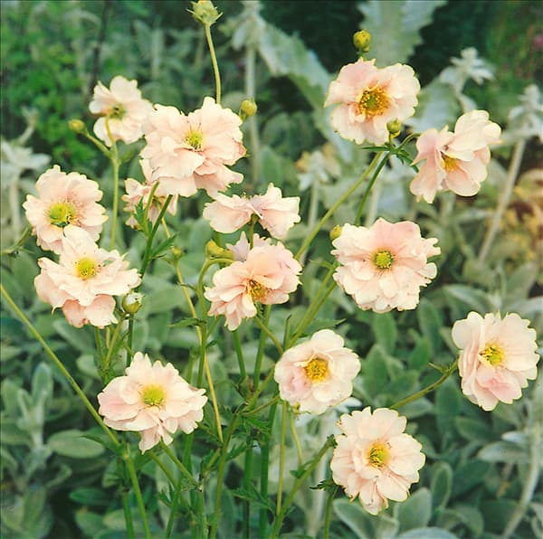 Geum rivale Lionel Cox
