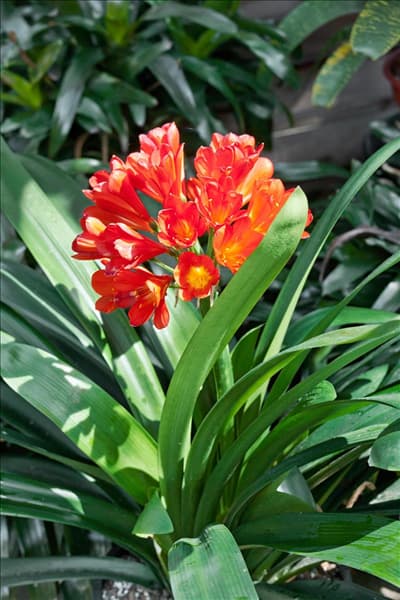 Clivia miniata