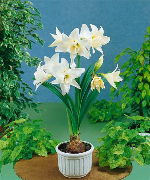 Amaryllis JEWEL (R)
