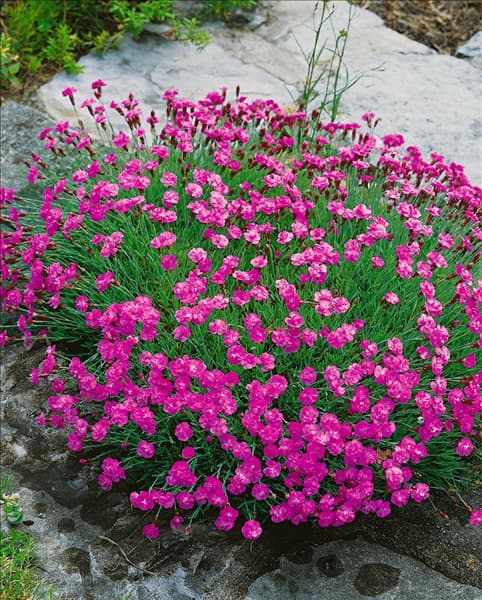 DIANTHUS GRATIANOPOLITANUS TINY RUBIES