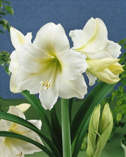 Amaryllis MONT BLANC