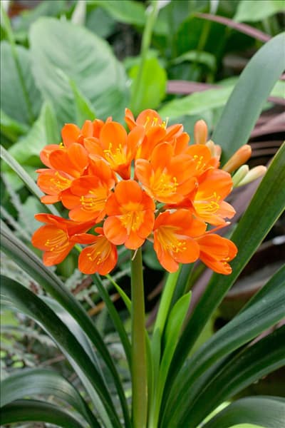 Clivia miniata