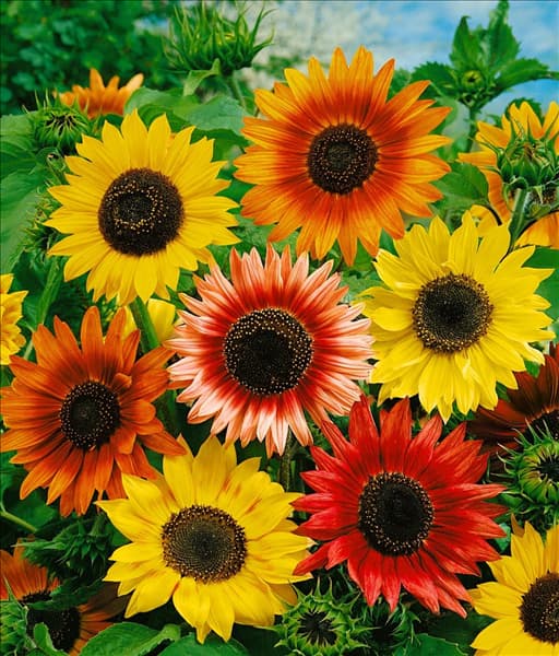 Helianthus annuus 'Fantasia F1'