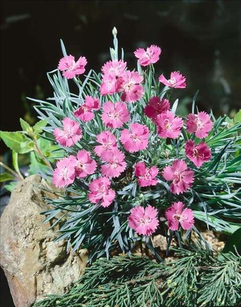 DIANTHUS GRATIANOPOLITANUS  EYDANGERI