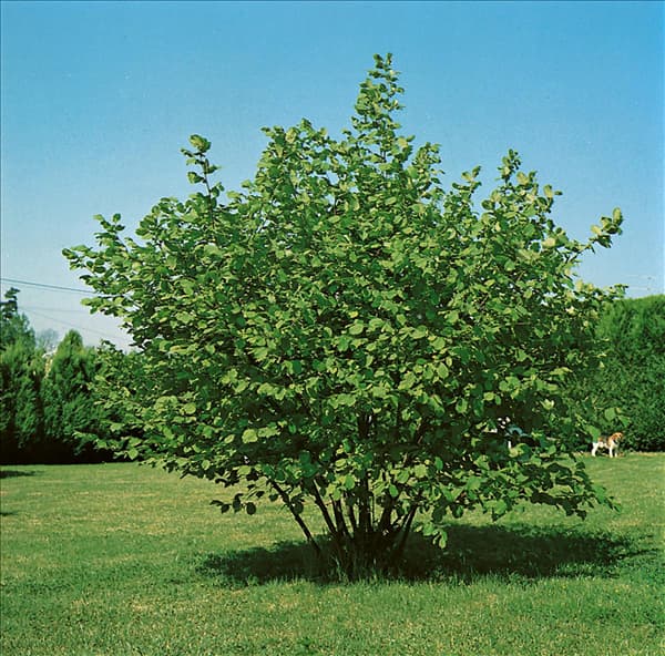 CORYLUS AVELLANA