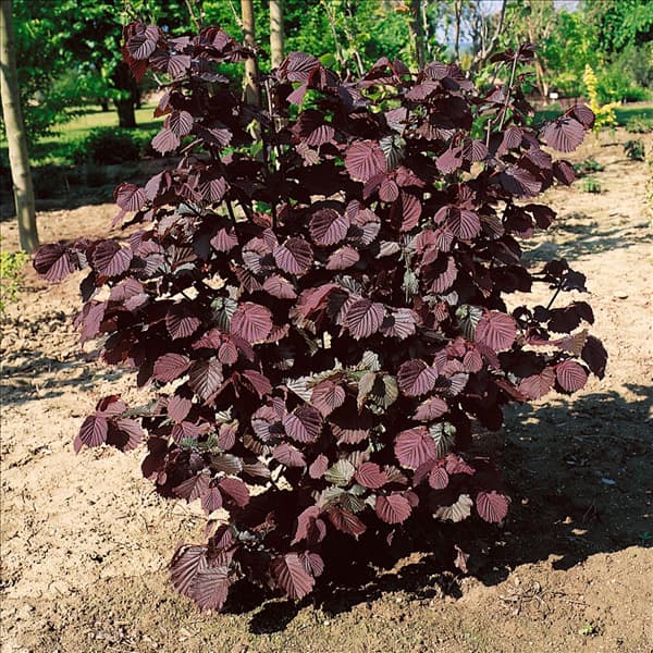 CORYLUS AVELLANA