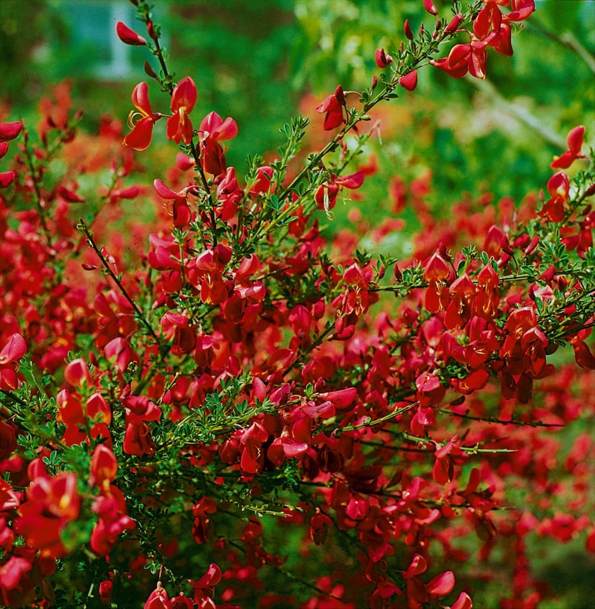 CYTISUS RED WINGS