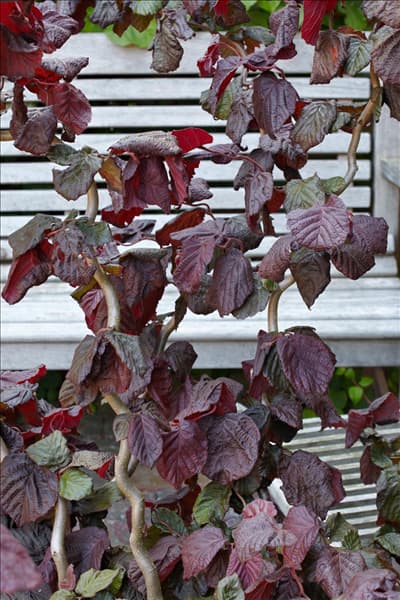 Corylus avellana Red Majestic