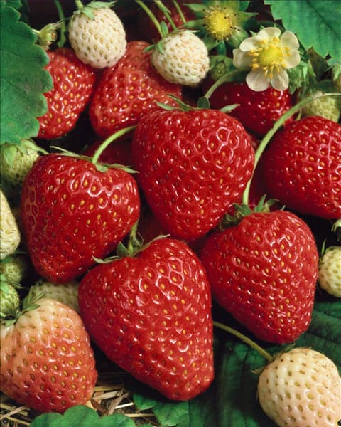Fragaria x ananassa Ostara