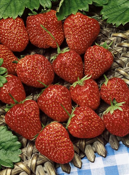 Fragaria x ananassa Ostara