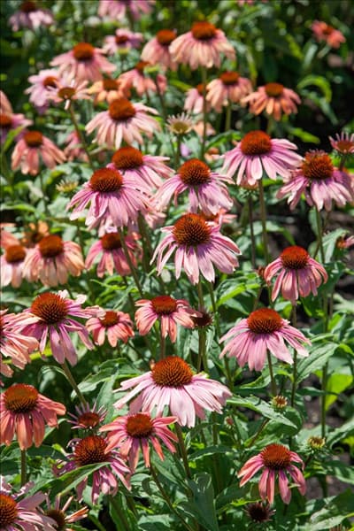 Echinacea Summer Sky