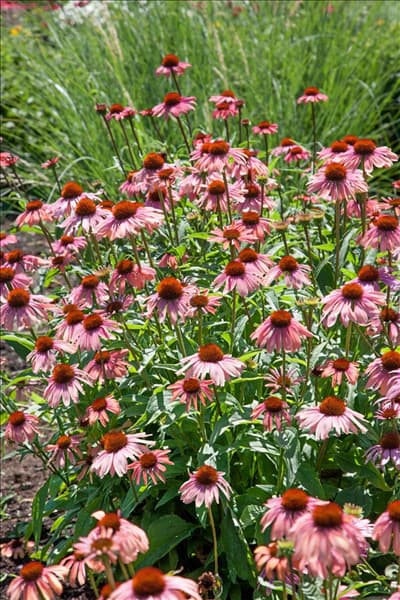 Echinacea Summer Sky