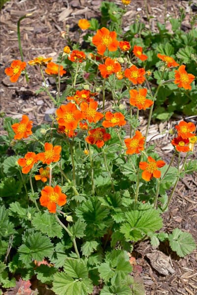 Geum coccineum Borisii