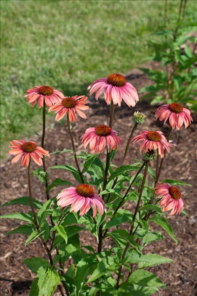 Echinacea Katie Saul