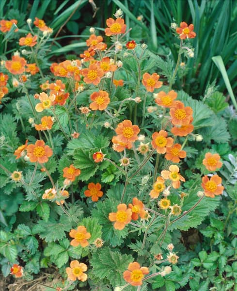 Geum coccineum Tim's Tangerine PPAF