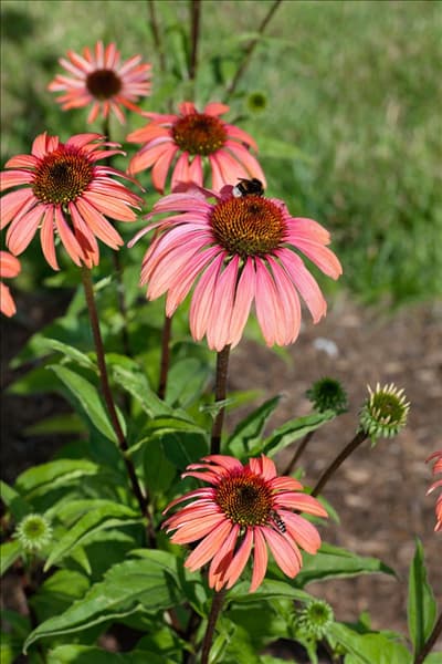 Echinacea Katie Saul
