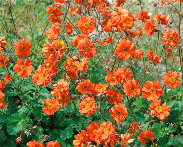 Geum coccineum Red Wings