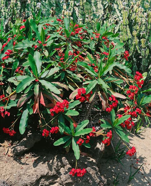 Euphorbia milii Apache Red