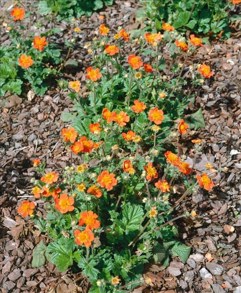 Geum coccineum Borisii