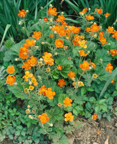 Geum coccineum Borisii
