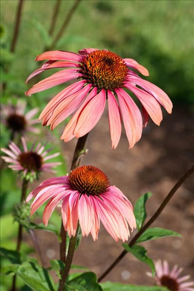 Echinacea Katie Saul