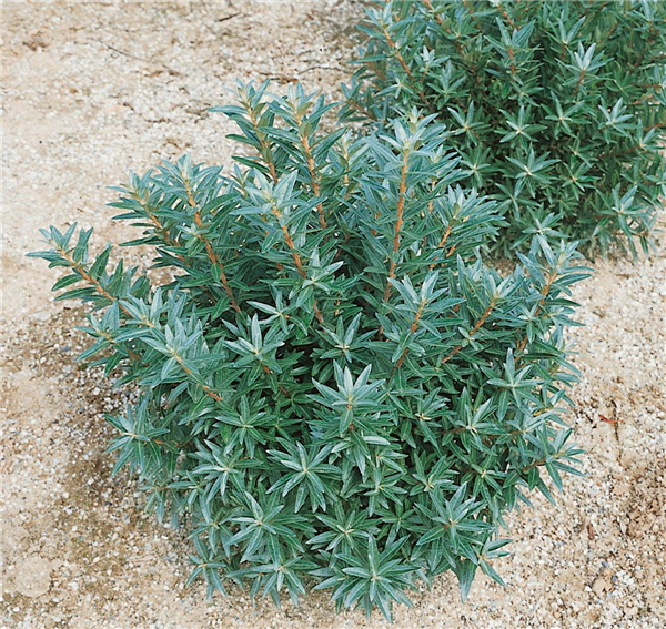 HIPPOPHAE rhamnoides Hikul