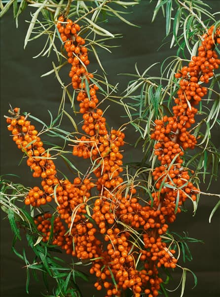 HIPPOPHAE RHAMNOIDES/DETAIL