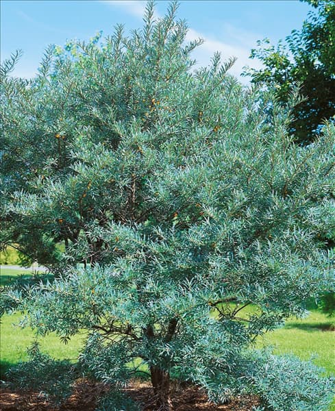 Hippophea rhamnoides Frugana