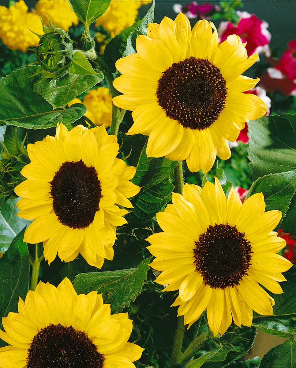 Helianthus annuus