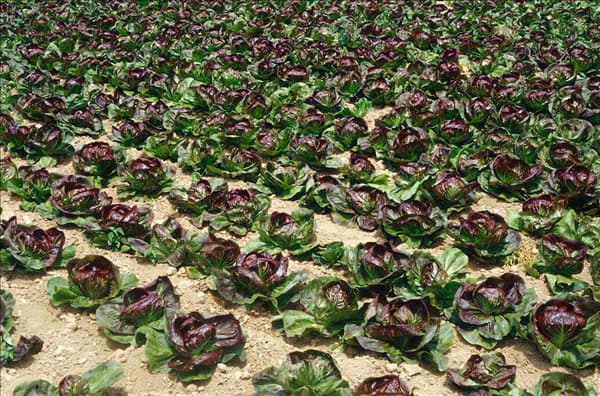Cichorium intybus var. foliosum Palla Rossa am Feld