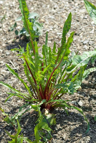 Cichorium intybus