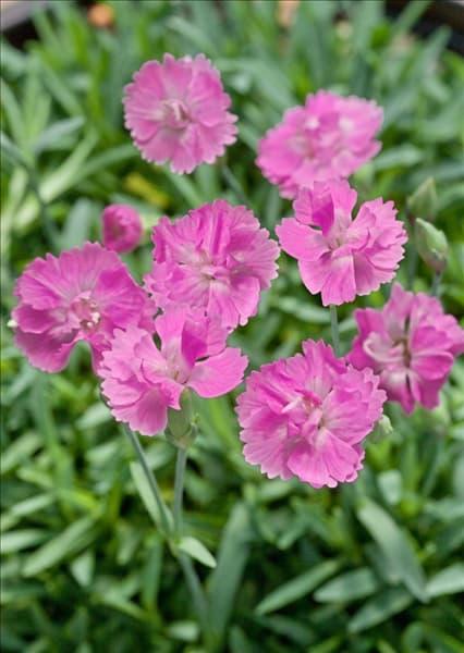 Dianthus gratianopolitanus 'Dinetta'®