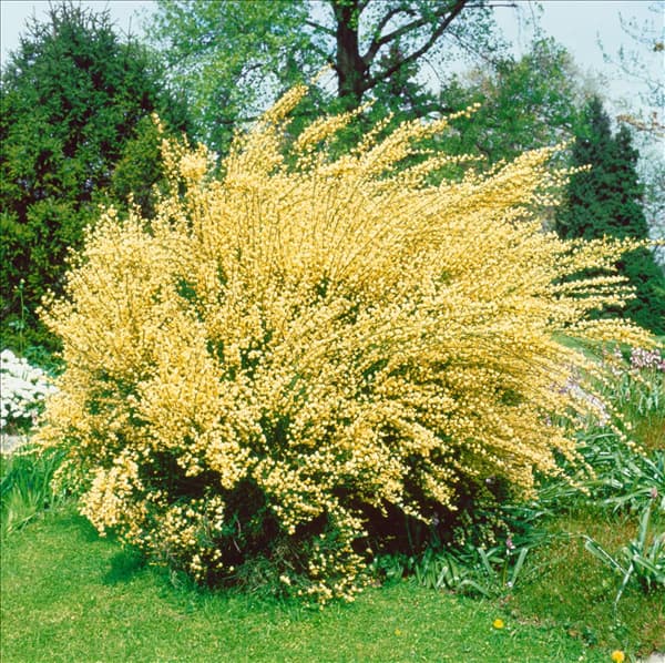 Cytisus x praecox