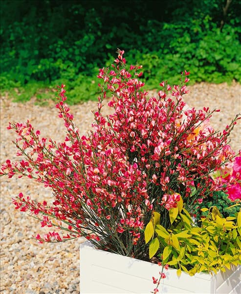 Cytisus x praecox Hollandia