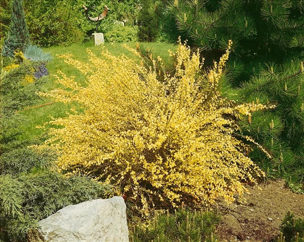 CYTISUS PRAECOX HOLLANDIA