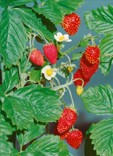 Fragaria vesca var. hortensis