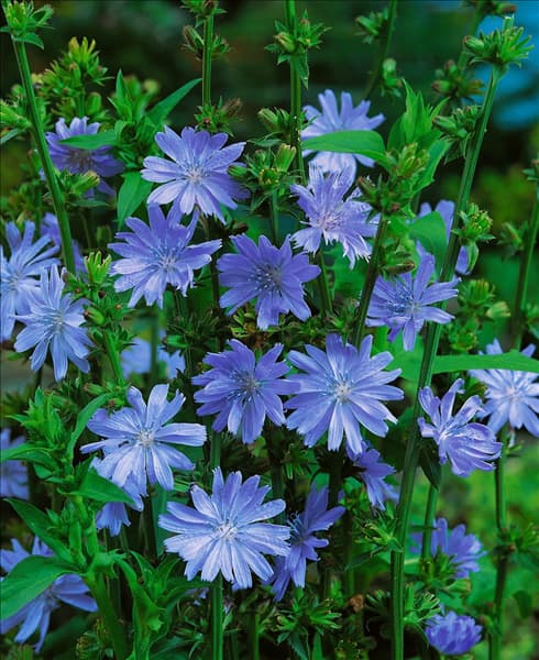 Cichorium intybus var. intybus
